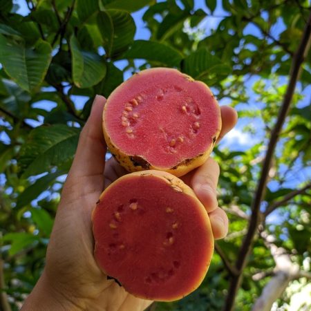 Perfume no ar já nos diz: é época de goiaba!